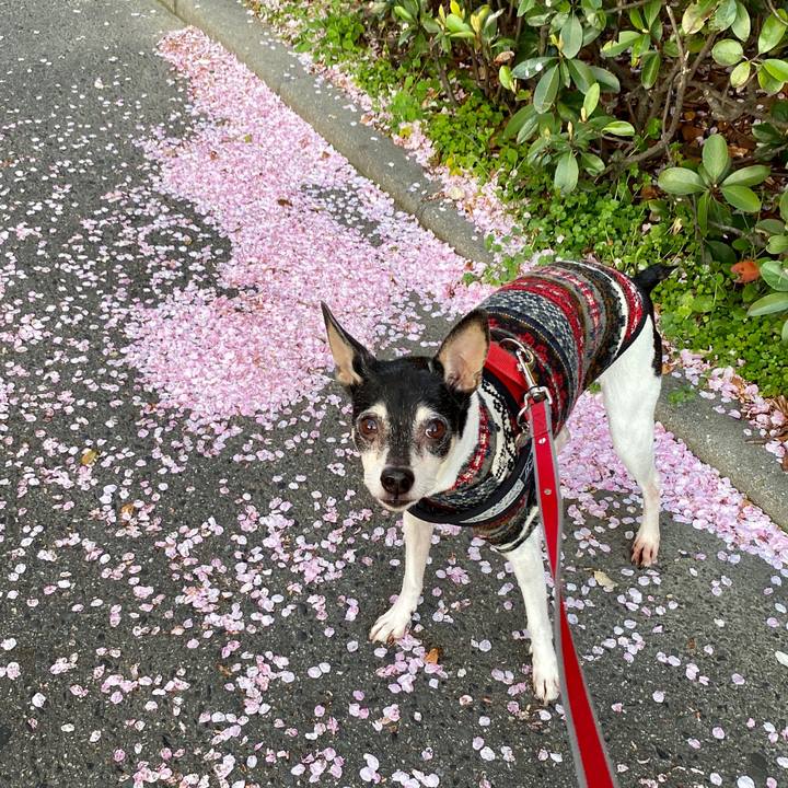 F96c8c11 15fc 4907 b1dc a793fad40603 1586383824494