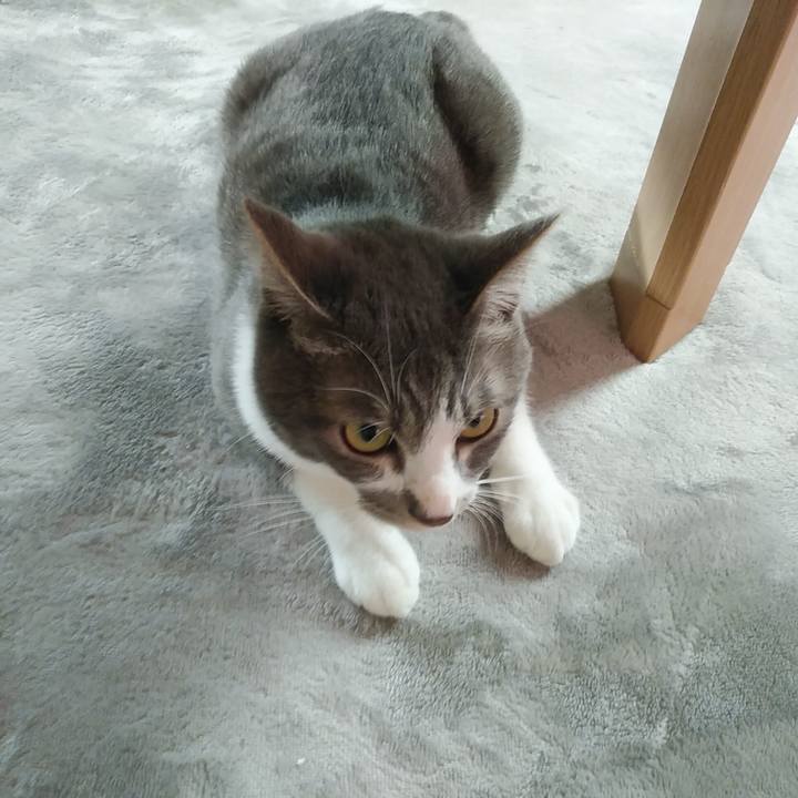 F96ccf9e ac24 40e7 839d 10fcb3b823a0 1589325582668