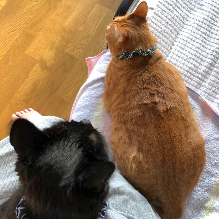 F96d1596 6899 48a8 8528 f42b56e495a4 1585260829279