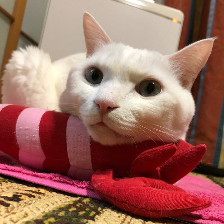 F96fe702 00da 4475 88c9 a26a4caa5b8a 1586616542530