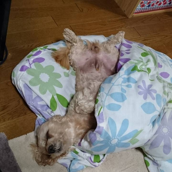 F97133ca dc1d 4a29 82a3 6bfe175d2d5d 1606653575124