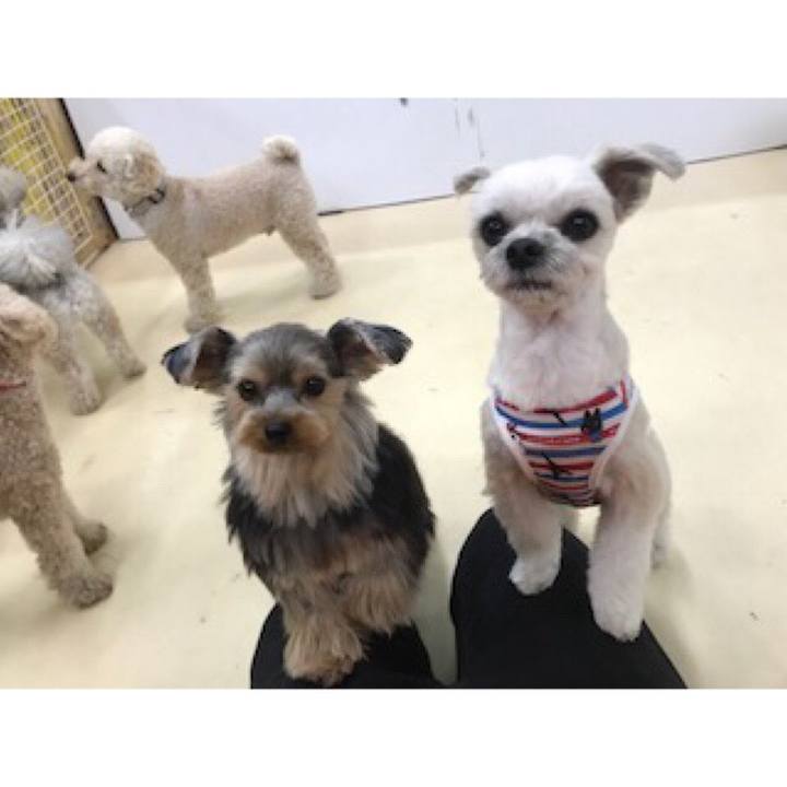 F976f42d 9bd2 4cf2 903d 43a5cdf09d5b 1555724234150