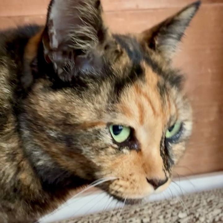 F9772a62 18e9 4ded 9aa0 5342078d4cab 1764037675570