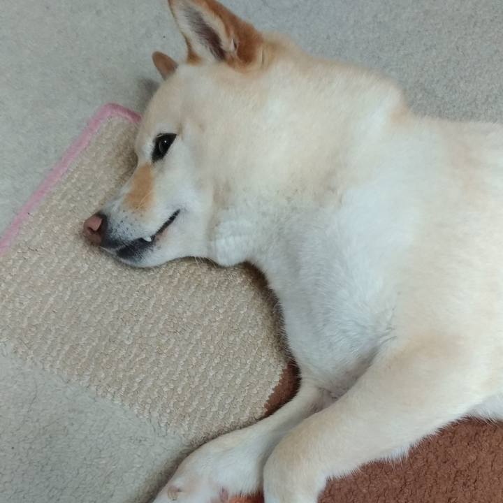 F981ab7f 43b5 4892 be32 b61e530cc293 1583277524856