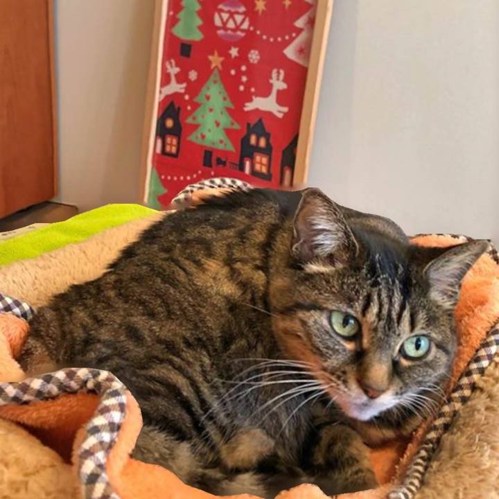 F98291cd 20c4 4b10 8542 89cfde3351ba 1765424561049