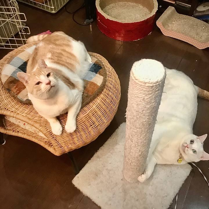 F9832cf6 c0f6 42b1 aebe c4a396297b51 1583150736793