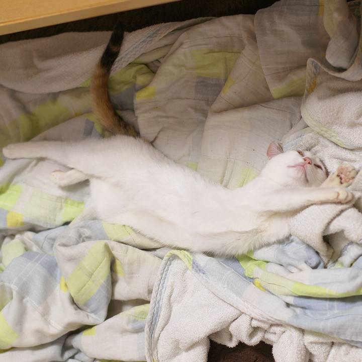 F98700a4 0ffe 4a85 8350 17aac419cbfc 1544401778922