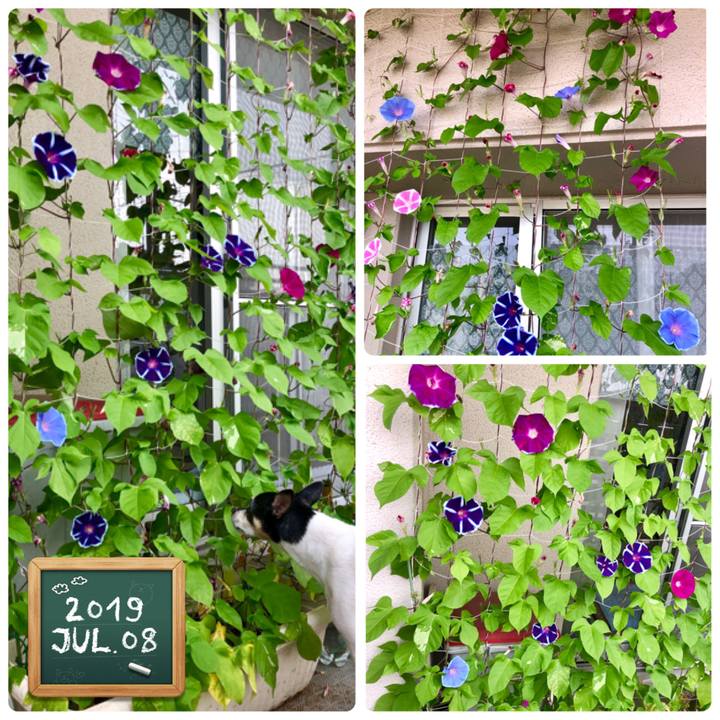 F9879c78 b56c 4e4b 8d0d 135a9bb7bf8d 1562541511678