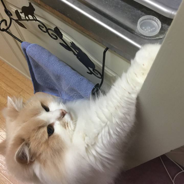 F98a910b e575 424d 9123 4c48aecfb168 1543291794408