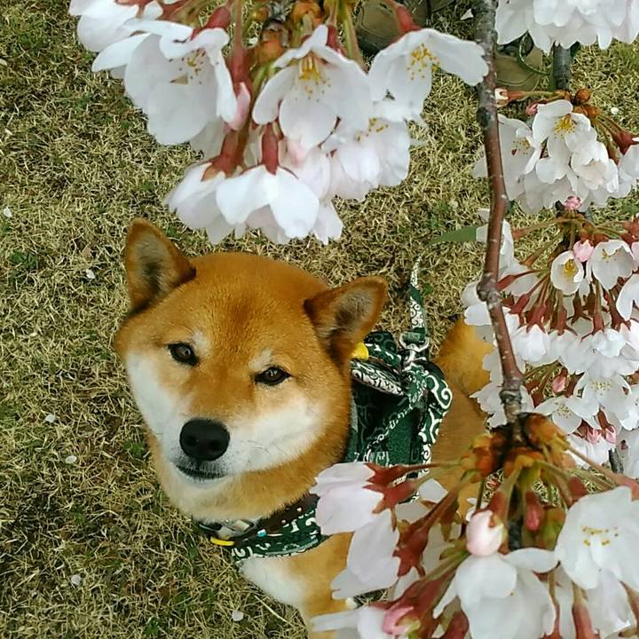 F98baa32 74af 4978 9ed6 2df3f8b468a2 1553996255057