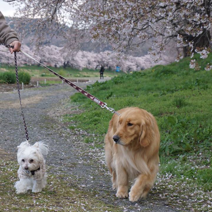 F98d15d9 558c 46de baa1 2e5859385604 1586568492610