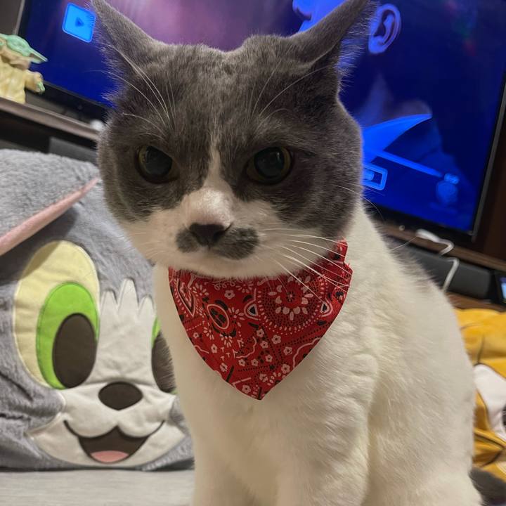 F98e6af0 0c82 40a3 bff6 30f4cc36c8a9 1754646496649