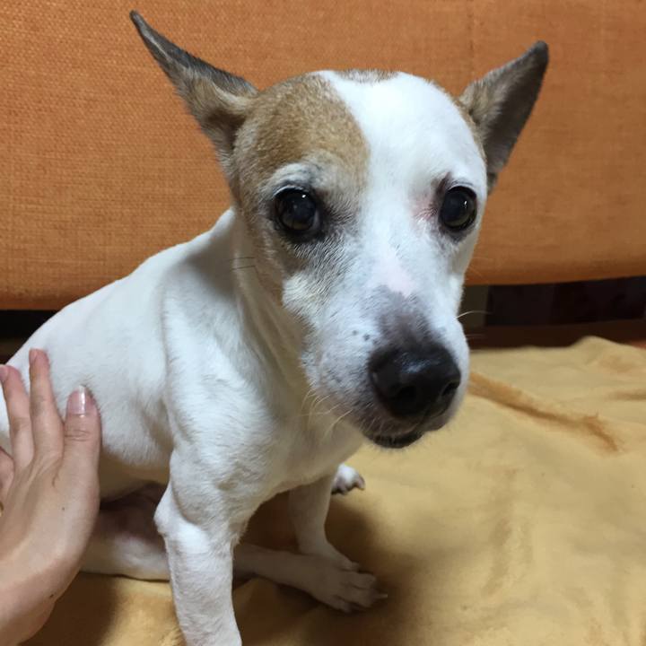 F98f96ee 1448 493b b33b 6b376dfa62e0 1529836819173