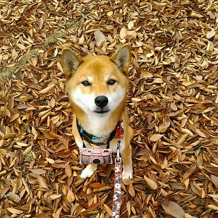 F9961b5b ee85 4994 8dd7 a3cb4deecacd 1542591711078