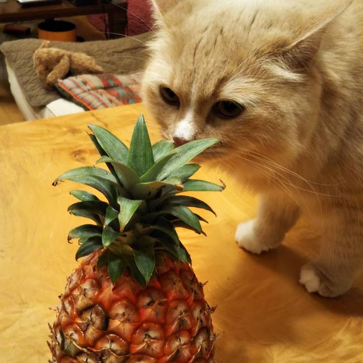 F996588a de54 479a 9cc8 4bc8d0a65a20 1616852375219