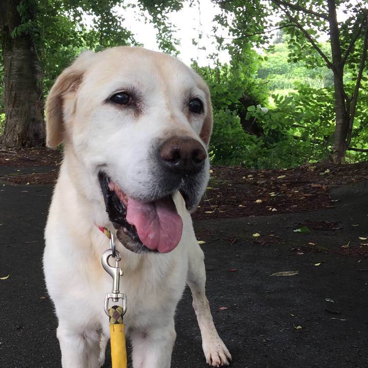 F99a8178 4b4b 4dcf ae57 7dea4ae246ef 1528929661767