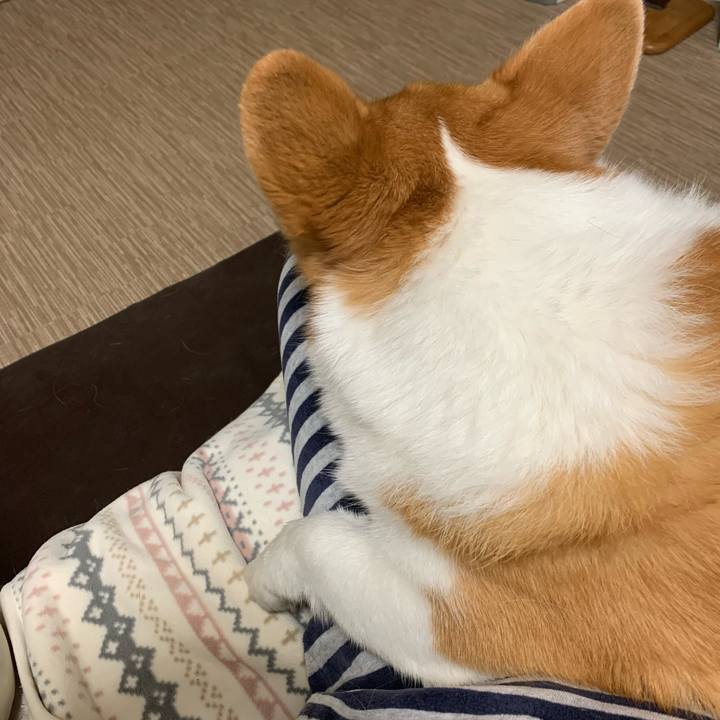 F99e8588 e338 44b5 9c99 7aa8ebcc8bd3 1606289261079