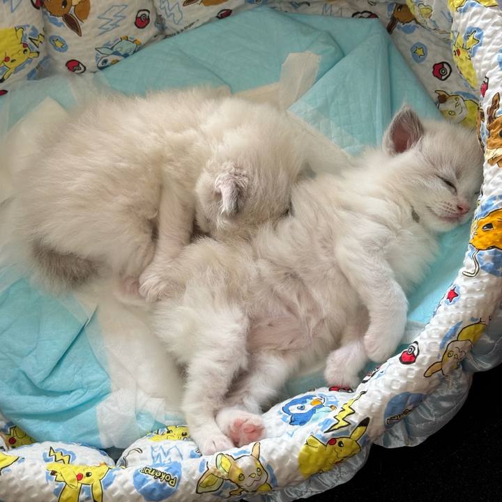 F9a0f515 a40b 4807 8ed2 f76c948c724b 1750117493302