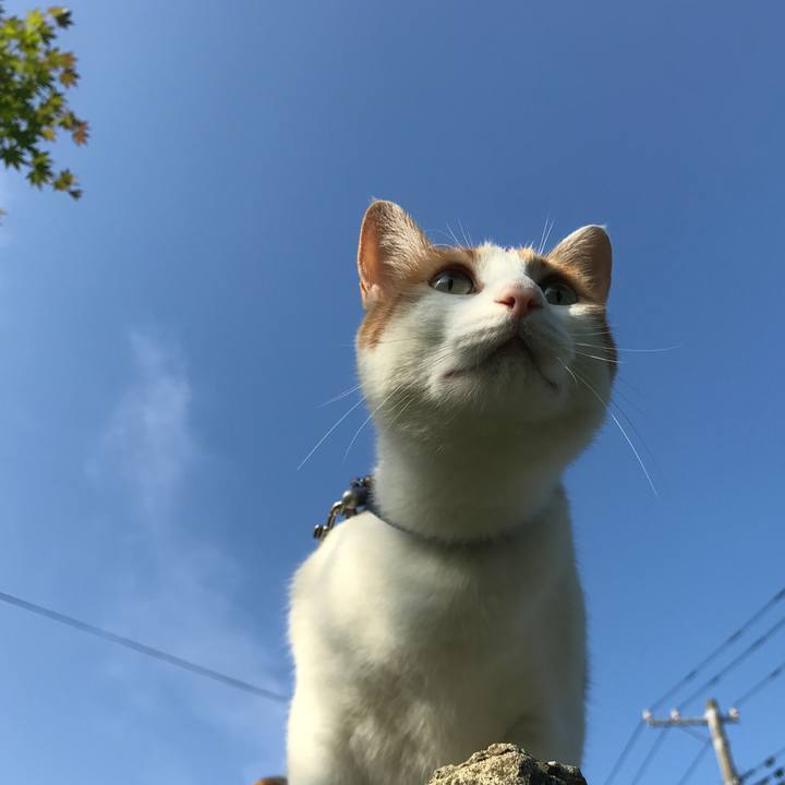 F9a0f62d a178 47a3 acf7 ffa7c24cf0be 1530222554283