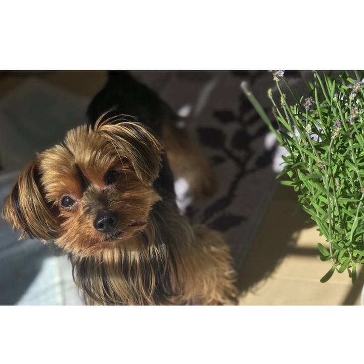 F9a13f23 0252 4113 9613 e87f53c622ba 1509319765133