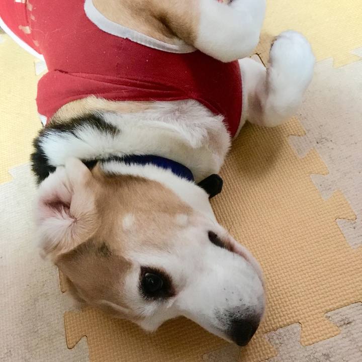 F9a4810c fcf0 415f b7a2 6982076e0d4f 1514790104329