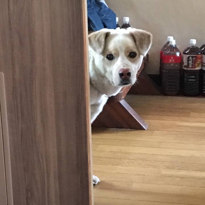 F9a4a71a 071a 4196 8efc 1ded33a2c597 1524473197211