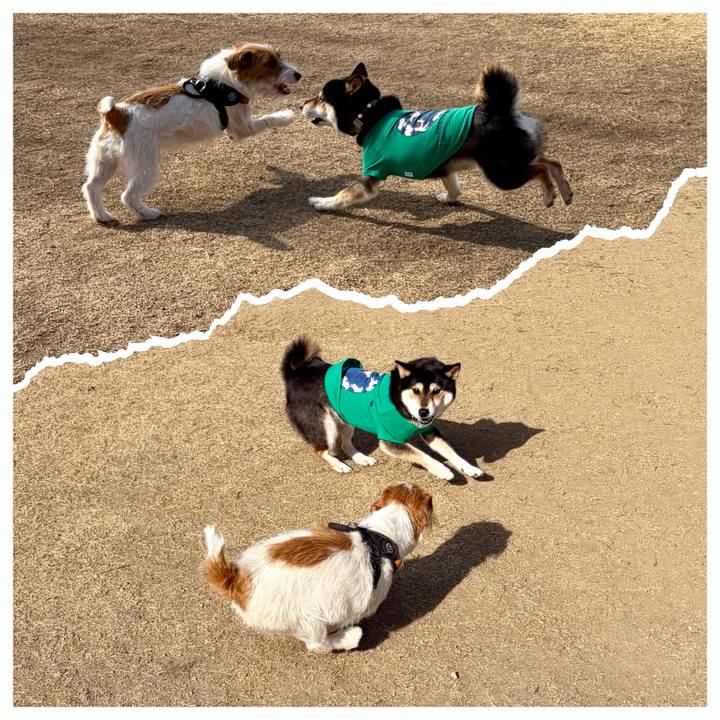 F9a63380 9a3f 48aa 817b 72881c029ddb 1771845019668