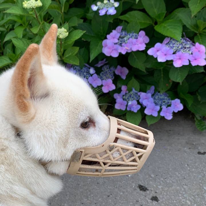 F9a6c714 8cee 4c16 8d2c ed468f15d5db 1595796623810