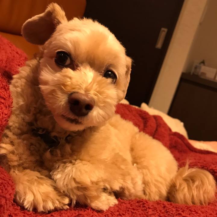 F9a9d9ba 0269 40b5 aafc d07665bbcb64 1546778130994