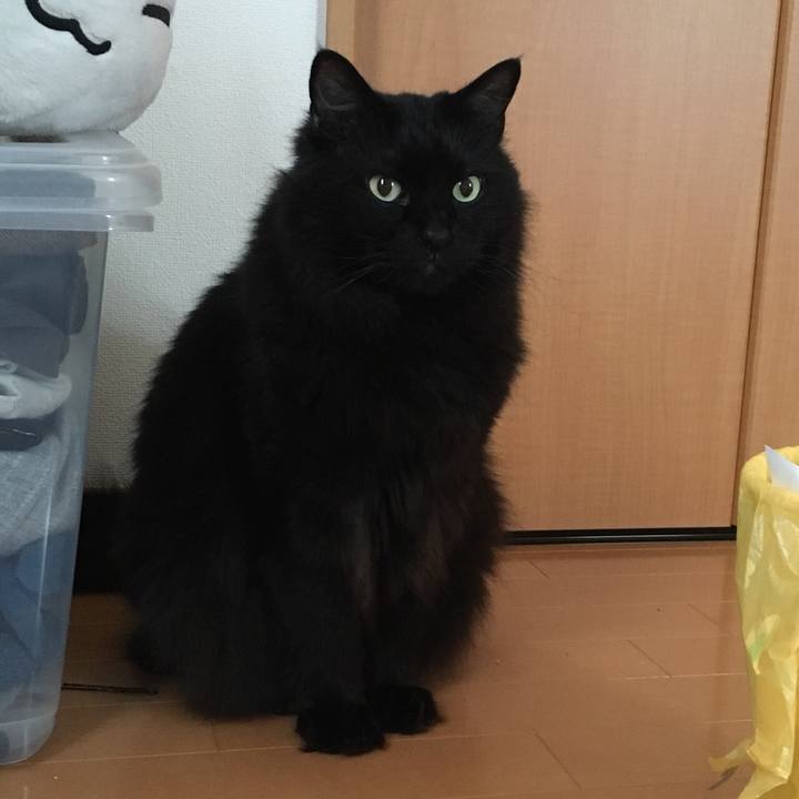 F9ae9c3f 6c7a 43d9 9ffa 41bc512facc8 1560586589971