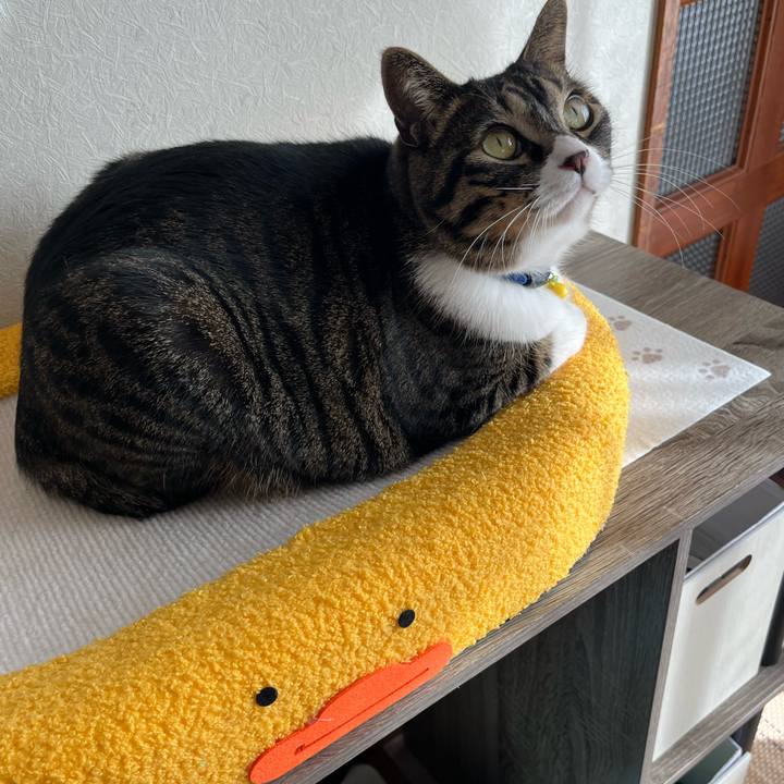 F9b37783 7872 4330 8f5c e77abad51663 1762817246161