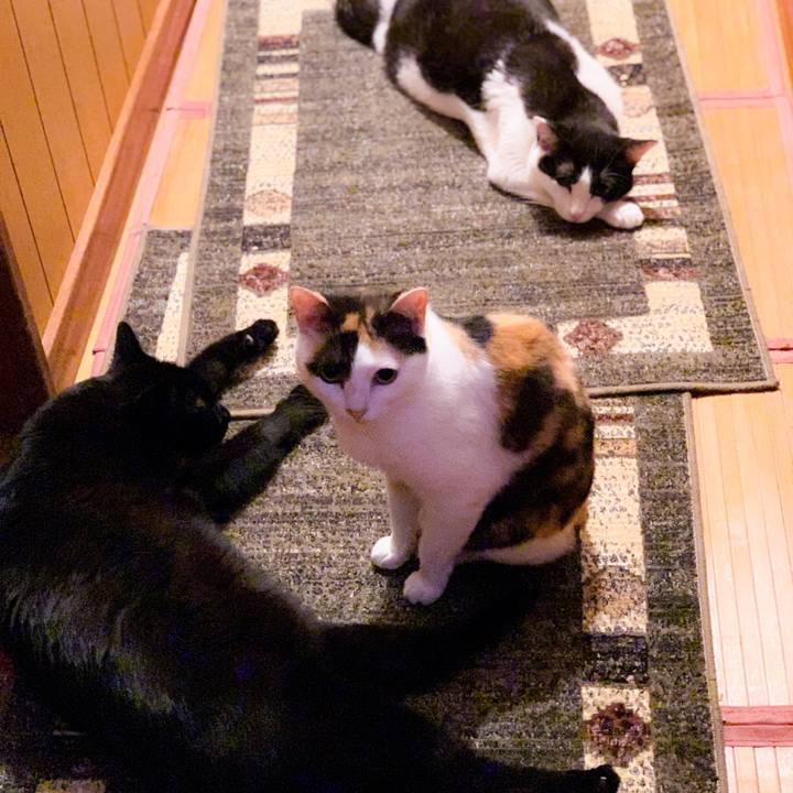 F9b398c9 fe53 4e77 b9d8 49063382e7b9 1564013766296