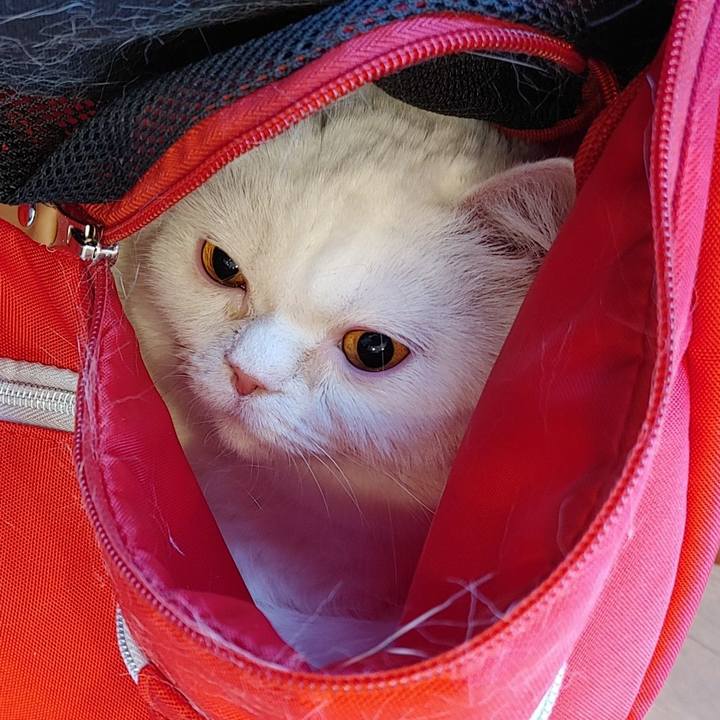 F9b5c8d8 7e6a 4a9a 99be 7e426a3ae698 1620014472244