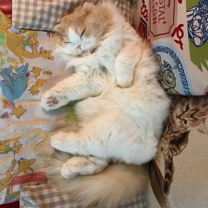 F9bd0e57 b534 42d2 a064 d0cf50179175 1515407236368