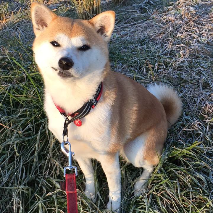 F9c1262e 8e95 4a3b ae05 53835262630a 1513914137054