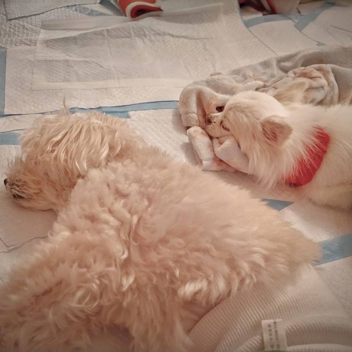 F9c3ad11 593b 4446 982e 8cfe04f3a67f 1687872471495