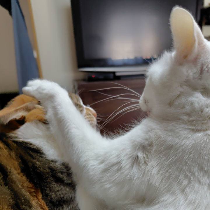 F9c8ef5e c862 42ec be60 e39e94a748d5 1770963540498