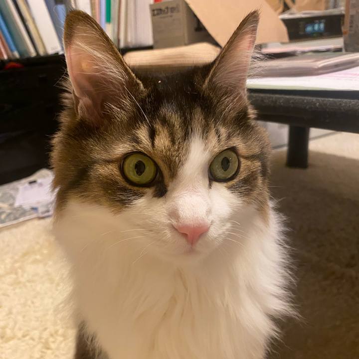 F9cbbb98 4dc2 43aa a74c 007e3647c2b5 1737157016795