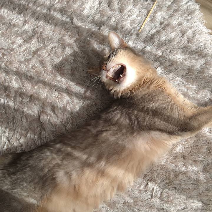 F9cc7188 a4cb 4c66 8091 8e6349be55c4 1613454719211