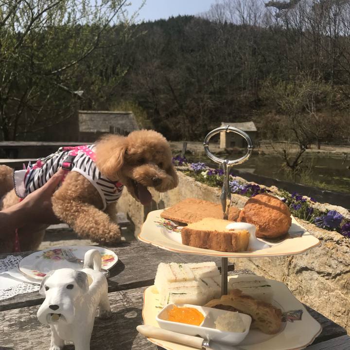 F9cd2571 2702 441c bf4c 5ea7edb55b43 1522474046804