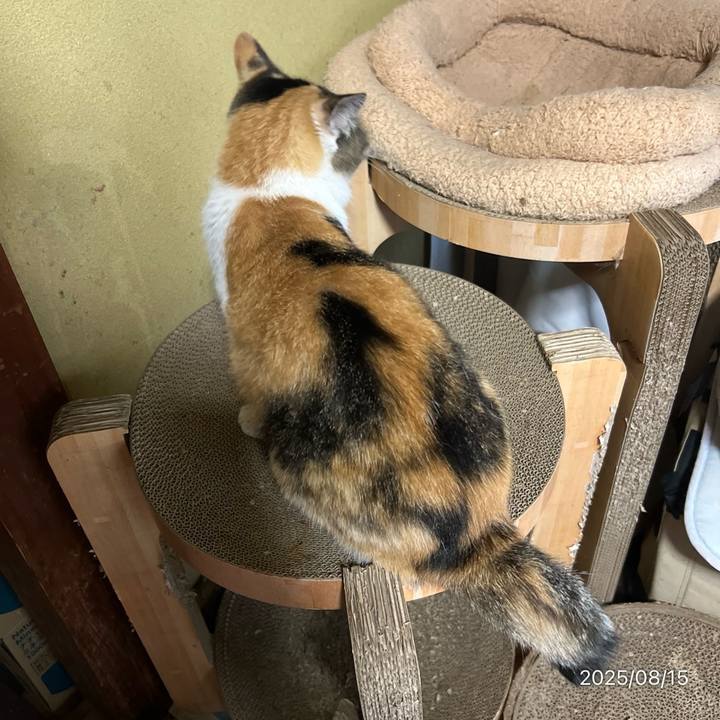 F9cf24fb ed83 4964 97b3 ad4bbe044359 1755208488355