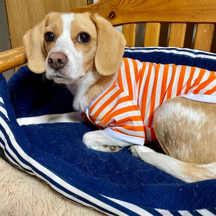 F9cf66a7 780c 4c35 8a04 1e1f1557a9ce 1588059923303