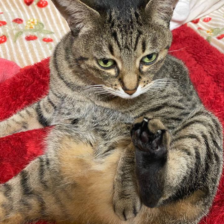 F9cf97b3 5164 44d6 9b99 884a94c8cf37 1764423183356