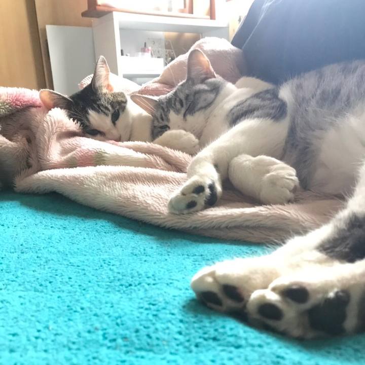 F9d48d22 4b0c 44fc b5c3 ea52c929d918 1544140613284