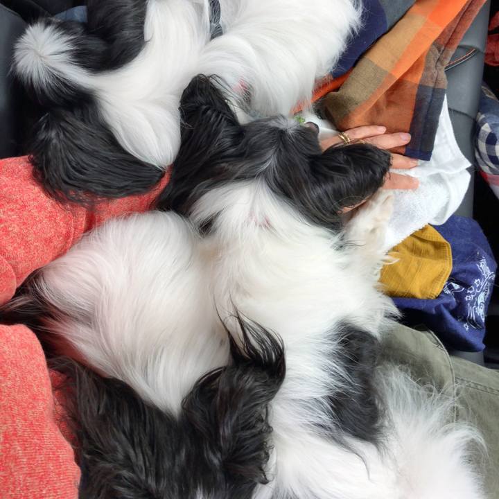 F9d561d4 12a0 4d1b 94af 1a5bec1f529a 1534658064440