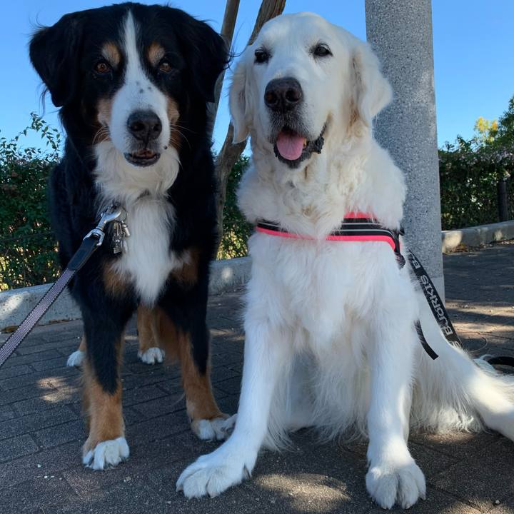 F9d77129 c32f 471e a2ed 3e70d340eb82 1604544170639