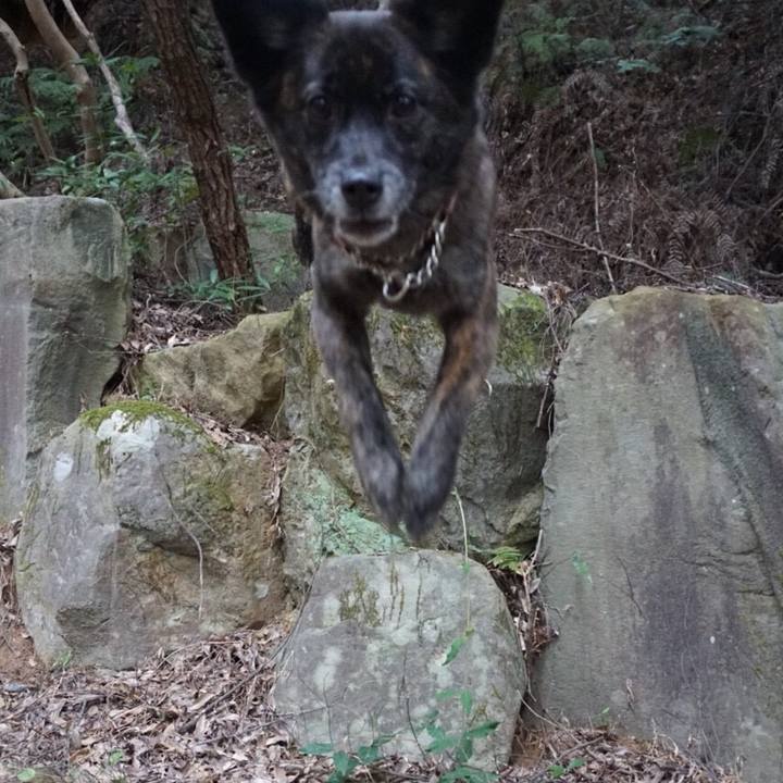 F9d95684 9b51 4b75 8858 c8ae79b2f21f 1523958726388