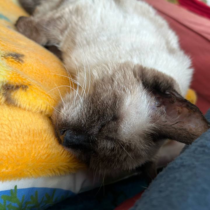 F9da4e94 c675 4ceb a82a dc5108196bcf 1716254576794