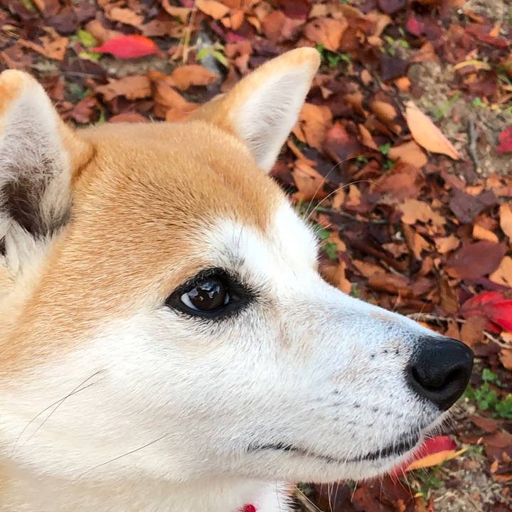 F9e65bd7 b486 420e a744 fbb24f05c973 1543396356386