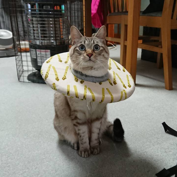 F9e68b6b 7c5c 4060 8e44 1cb369d89280 1515575360765